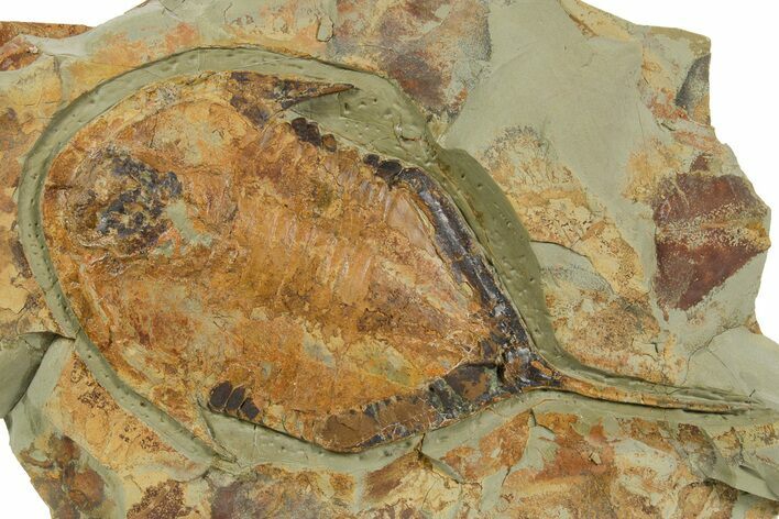 Huge, Megistaspis Trilobite - Fezouata Formation #363264